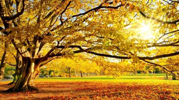 金色阳光明媚的秋天在公园里