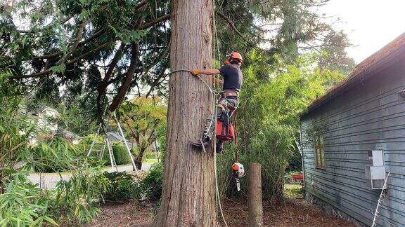 树修剪者带上安全装备开始爬树