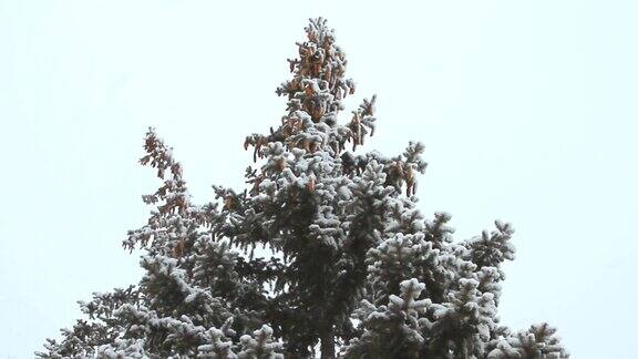 在冬天的雪景下一棵高高的云杉