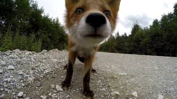 美丽的野生红狐咬摄像机在路上