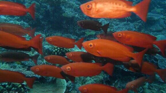 珊瑚礁中的一群大眼鲷鱼