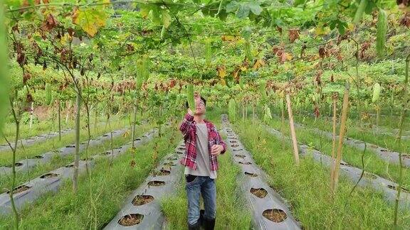 一个亚洲的中国少年正在研究苦瓜农场的好奇心