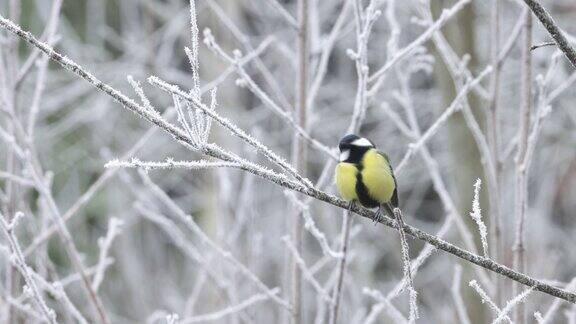 在爱沙尼亚一个寒冷的早晨常见的鸣禽大山雀(Parusmajor)栖息在一根结霜的树枝上