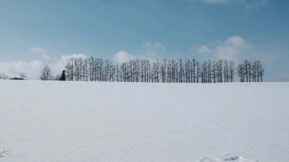 日本北海道beiei雪中树的著名景点
