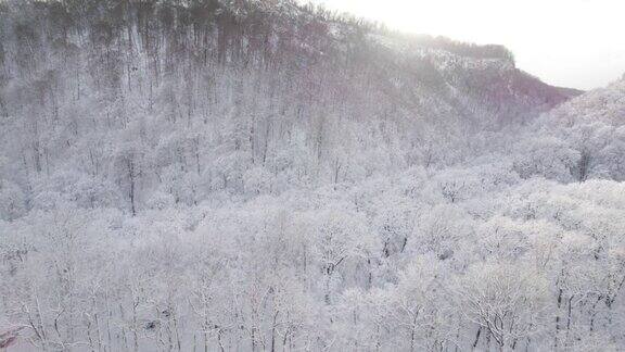 从上到下鸟瞰白雪覆盖的森林和结霜的树顶飞越结冰的冬季森林树木被雪覆盖冬天的针叶林