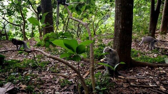 小猴子在乌鲁瓦图的雨林里玩耍