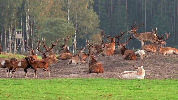 一群鹿在田野里休息它们都成群地躺在一起