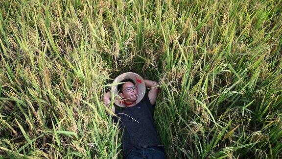 一位农民躺在稻地里享受他的收获