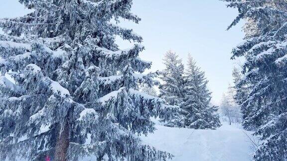 从滑雪道的角度看冬季森林