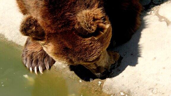 一只棕熊在动物园里吃东西