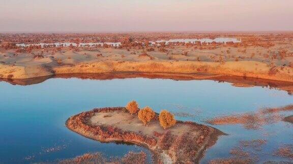 湖被沙漠包围到处都是胡杨林
