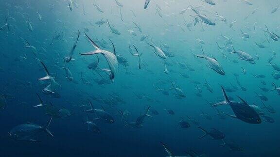一大群鱼在大海的水下游泳