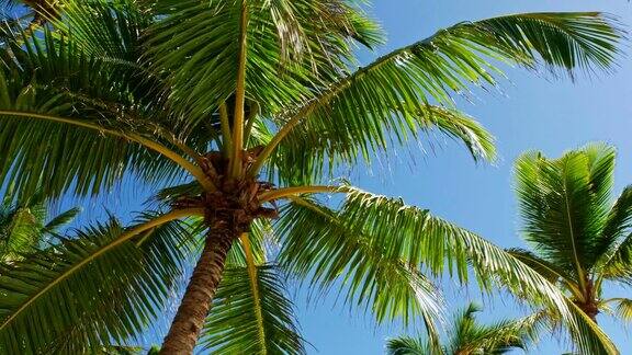 加勒比海海滩上的椰子树的低角度视图