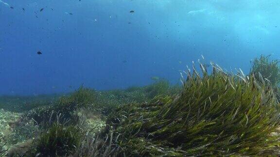 水下景观-海苔海底