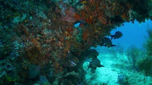 热带海软珊瑚