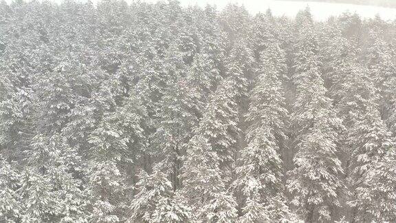 雪和雾的森林4K空中视频