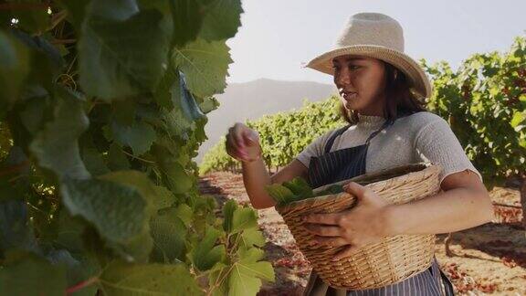 一个年轻女子在葡萄园摘水果的4k视频