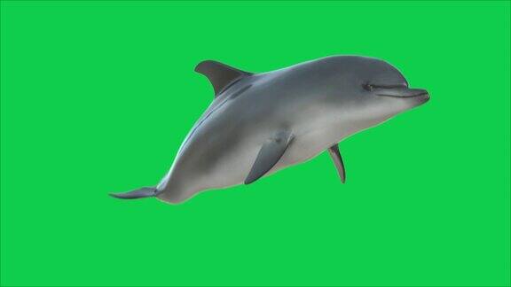 绿幕海豚游圈圈