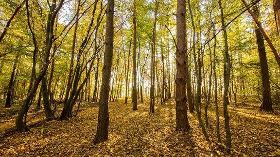 8K拍摄的一个秋天的森林在日出