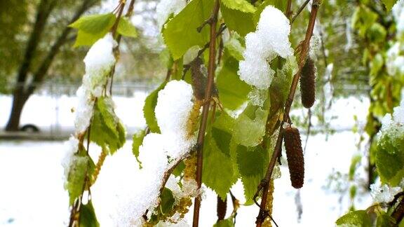 异常恶劣的天气雪花飘落在盛开的桦树上
