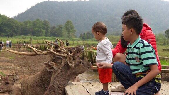一位年轻的亚洲母亲带着她的孩子在鹿场喂鹿