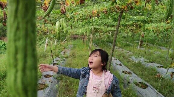 一个亚洲的中国女孩正在兴致勃勃地研究苦瓜农场的好奇心