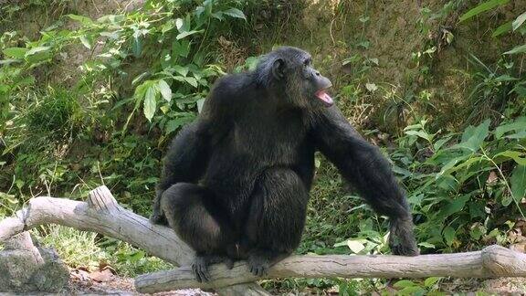 大猩猩独自在森林里