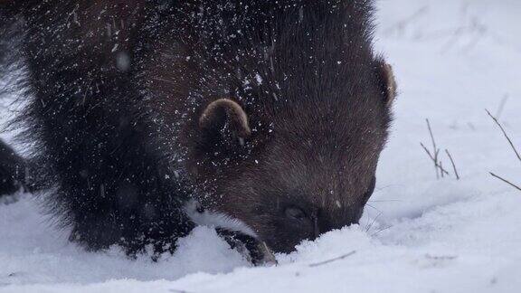 特写镜头中一只狼獾试图在冬天的雪下寻找食物