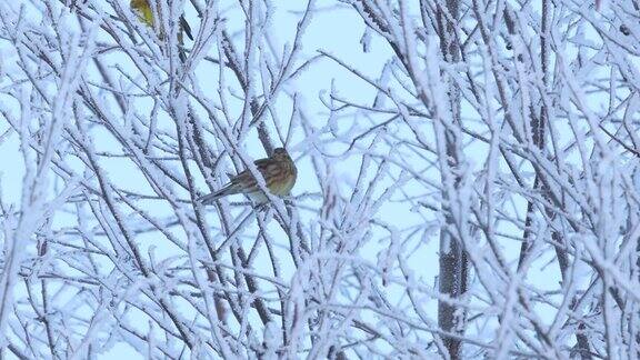 爱沙尼亚一个寒冷的冬夜一只色彩鲜艳的黄锤鸟栖息在结霜的树枝中间
