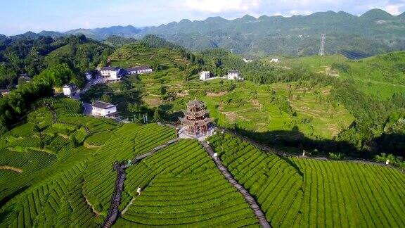 中国湖北茶园鸟瞰图