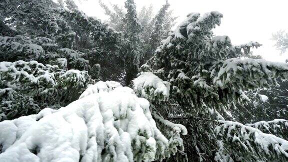 冬天多雾的天气松树的树枝被雪覆盖