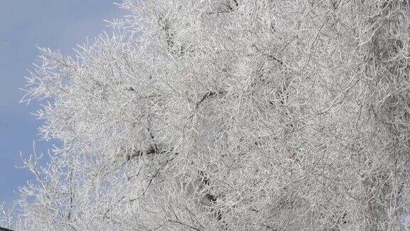 白色的树枝在冬日的雪中映衬着蓝色的天空