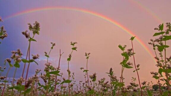 《洛杉矶DS荞麦上的彩虹