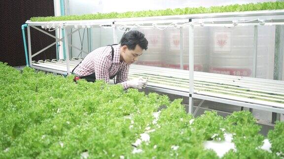 企业家在水培农场工作温室中形成的蔬菜