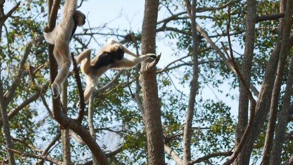 长臂猿在树