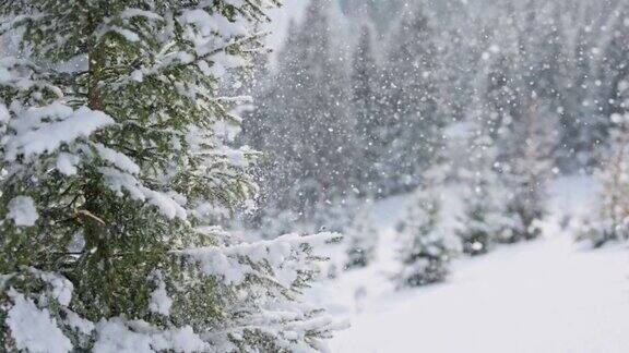 蓬松的雪从云杉上飘落在空中飞舞冬雪背景慢动作拍摄