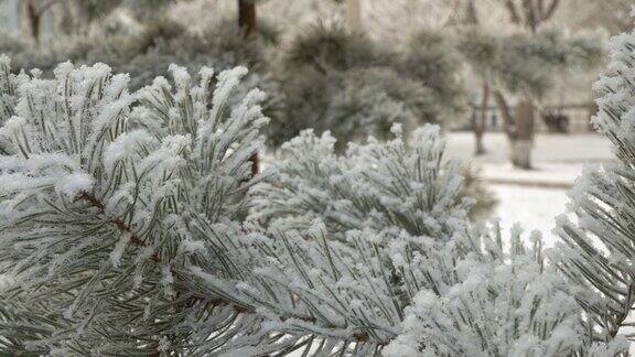 白雪覆盖的松树枝特写美丽的树覆盖着新雪圣诞树令人难以置信的冬季森林节日气氛