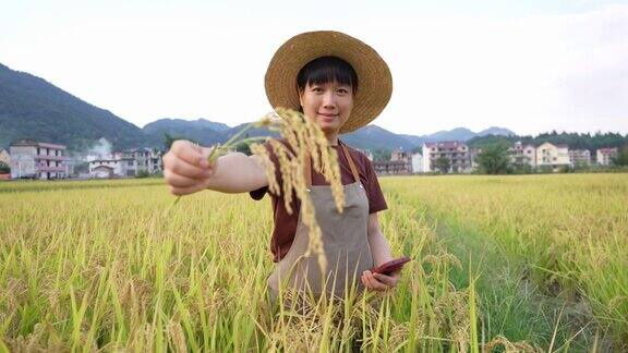 一位亚洲女性农业技术人员在稻田里展示成熟的水稻