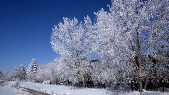 小溪边被霜覆盖的树木