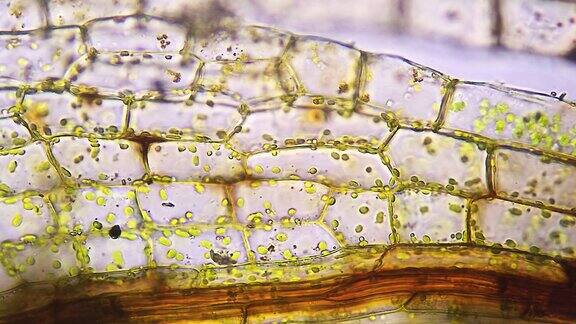 苔藓叶细胞显微镜观察