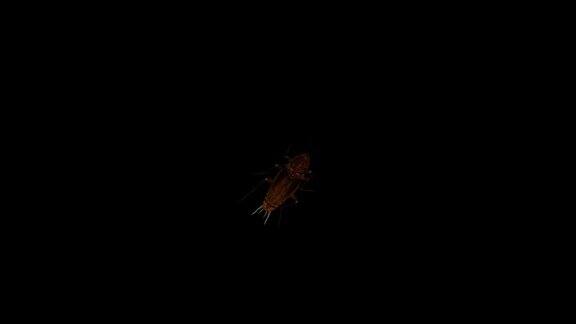 3D蟑螂昆虫行走在墙壁上渲染黑色背景4k60帧每秒蟑螂运行循环动画顶视图与阿尔法哑光