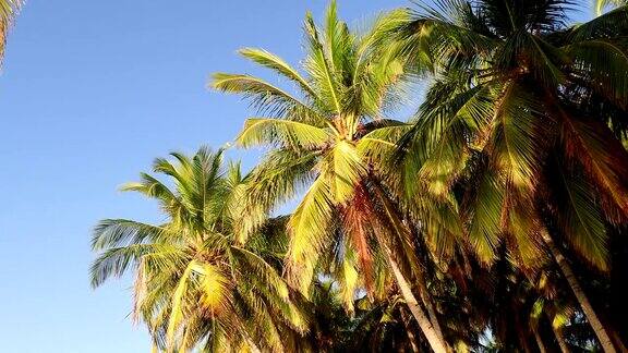 椰子树的树冠映衬着天空