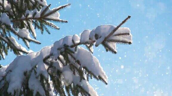 在寒冷明亮的日子里冬天的山林里松枝上覆盖着刚落下的雪