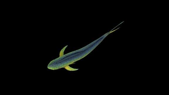 3DMahiMahi鱼在水下游泳或海洋俯瞰循环动画alpha通道60fps4k温暖的海洋Mahi鱼漂浮渲染黑色背景包括在剪辑结束时使用alpha哑光