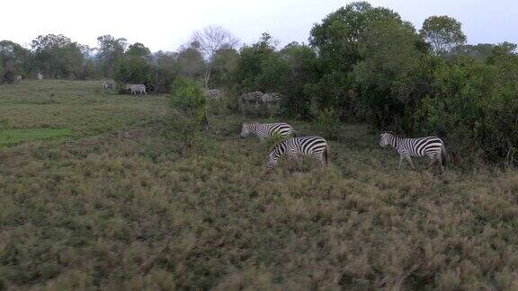 一群斑马在雨中的非洲大草原上吃草的动作