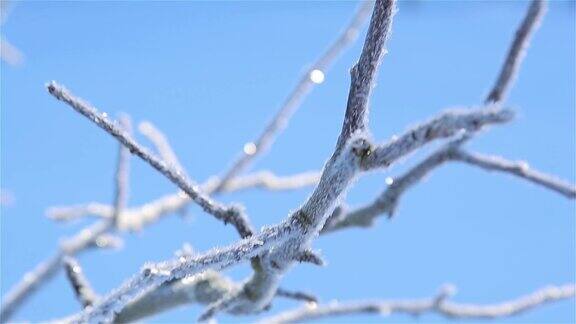 1920年严寒中一棵运动中的树的树枝上结了霜