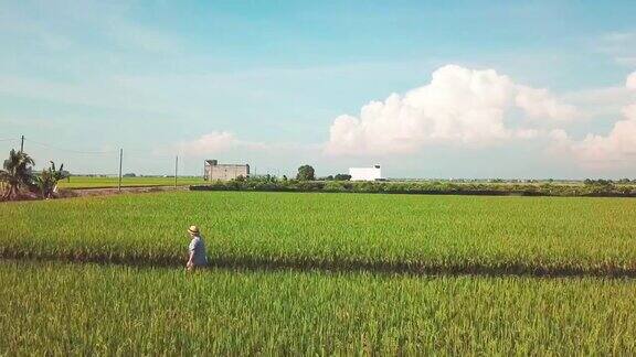 无人机跟踪拍摄亚洲华人中年妇女喜欢在稻田里散步