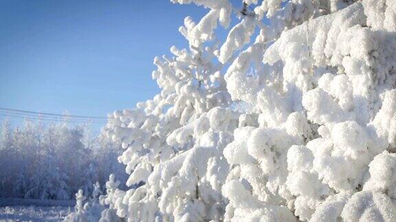 近雪覆盖松树与雪花飘落