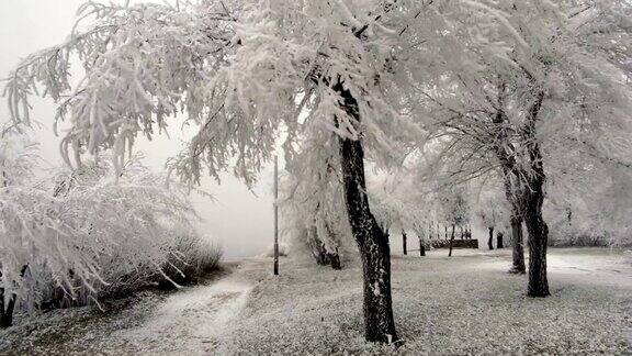超现实主义的空地天气多风树上结满了白霜