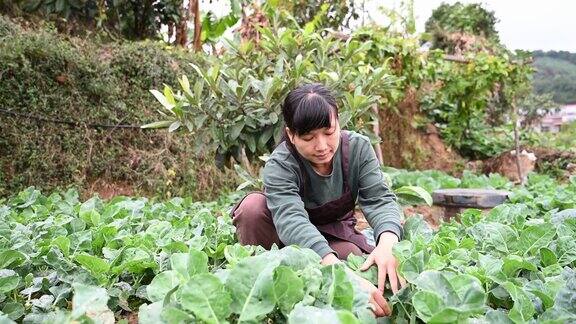 一位女农民在她的菜地里干活